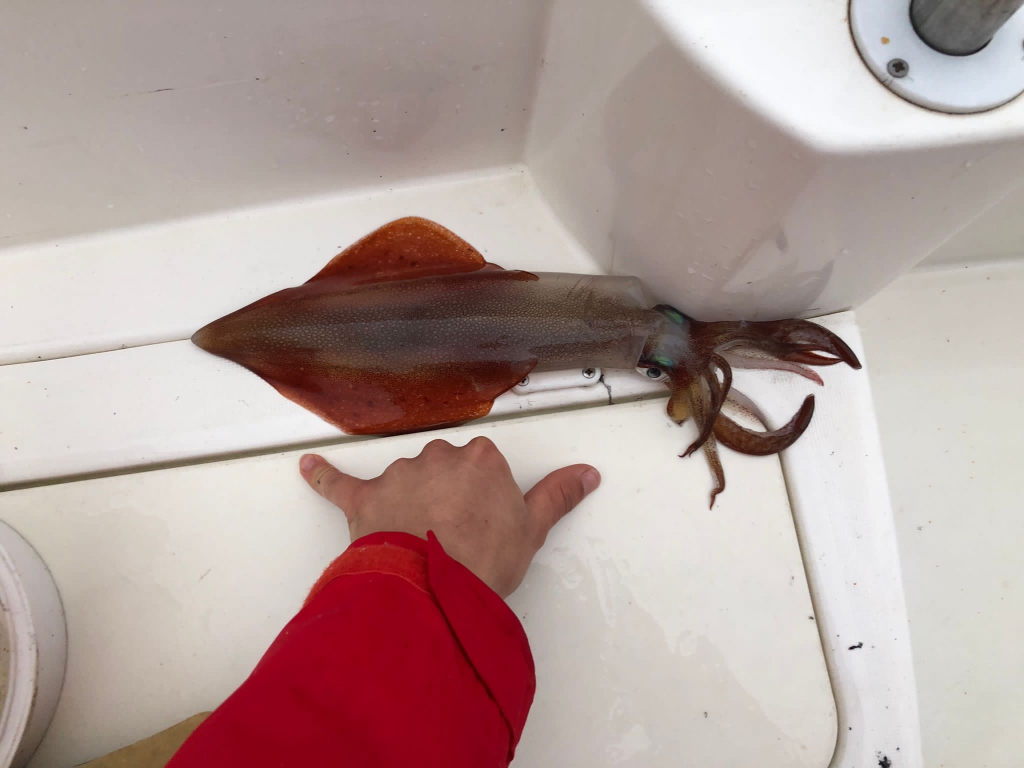 Squid fishing tour